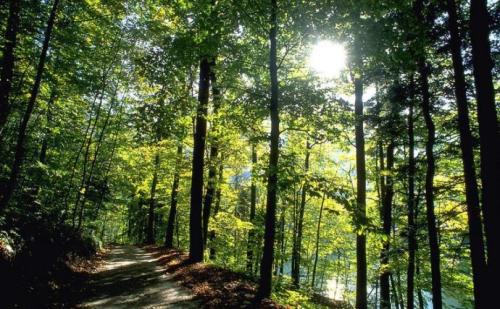 仟億達:林業碳匯誤區,你了解多少 林業碳匯